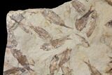 Fossil Fish (Gosiutichthys) Mortality Plate - Lake Gosiute #130103-6